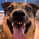 Дима, 33 года